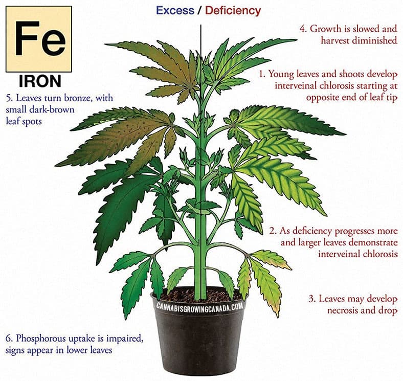 cannabis plant with iron deficiency