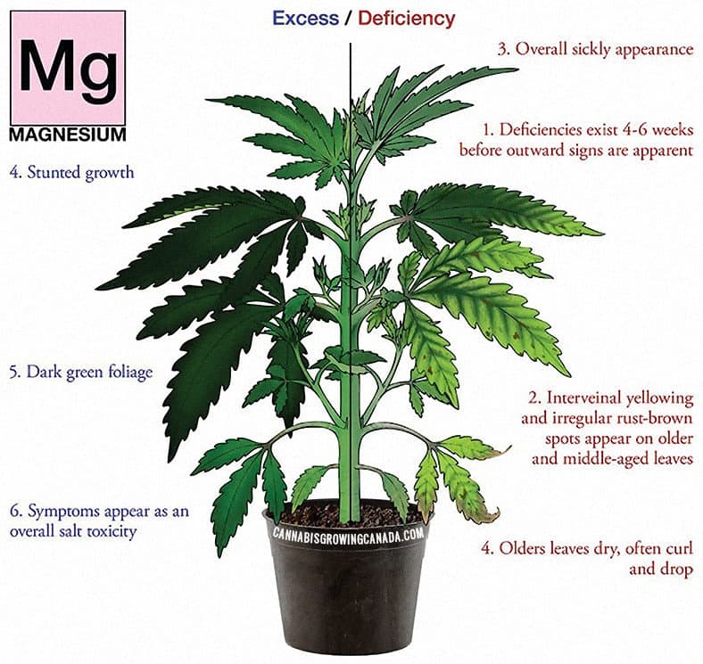 cannabis plant with magnesium deficiency