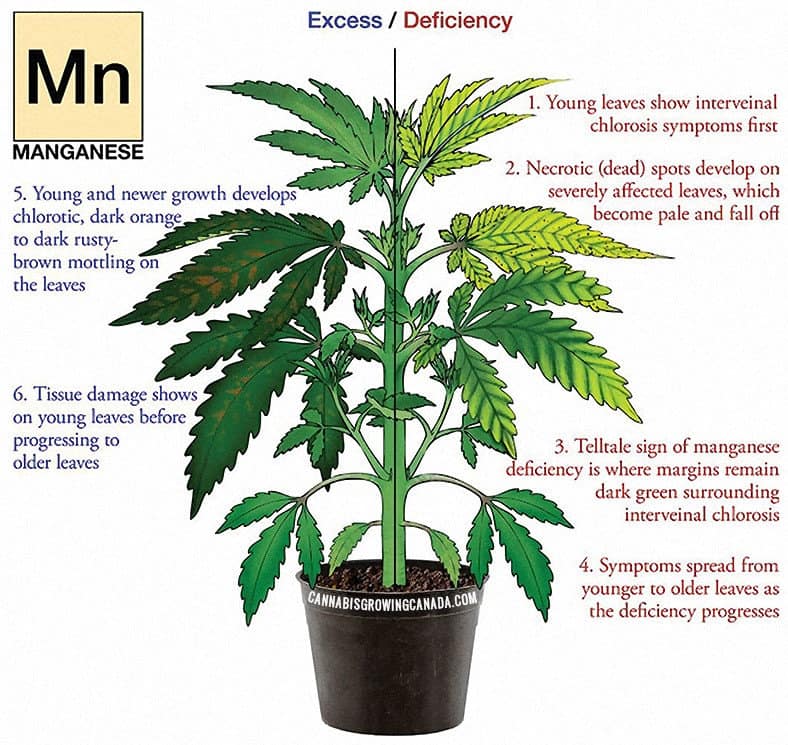 cannabis plant with manganese deficiency