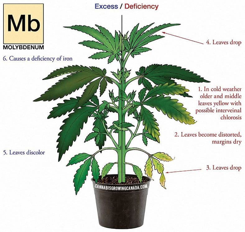 cannabis plant with molybdenum deficiency