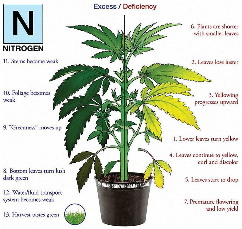 cannabis plant with nitrogen deficiency