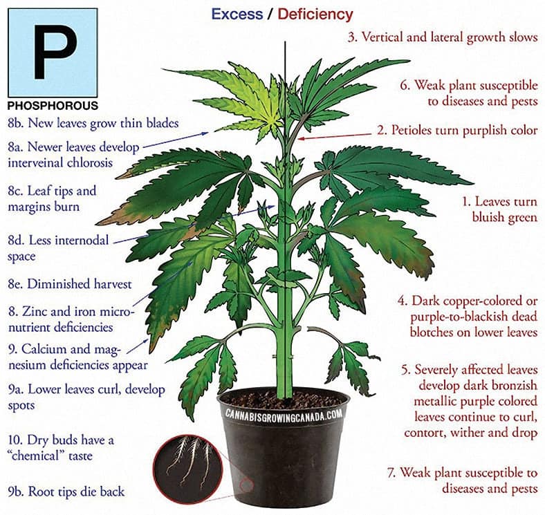 cannabis plant with phosphorus deficiency