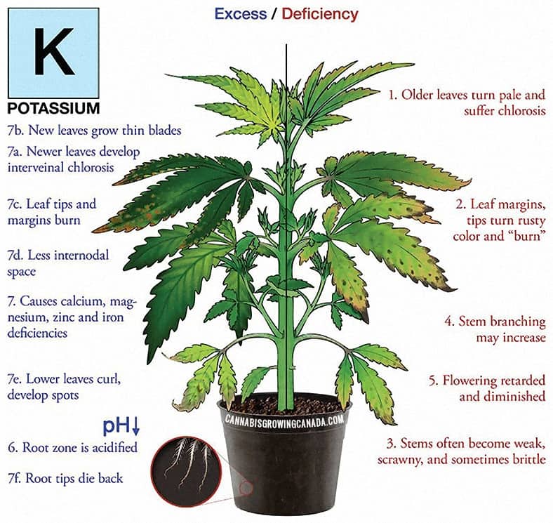 cannabis plant with potassium deficiency