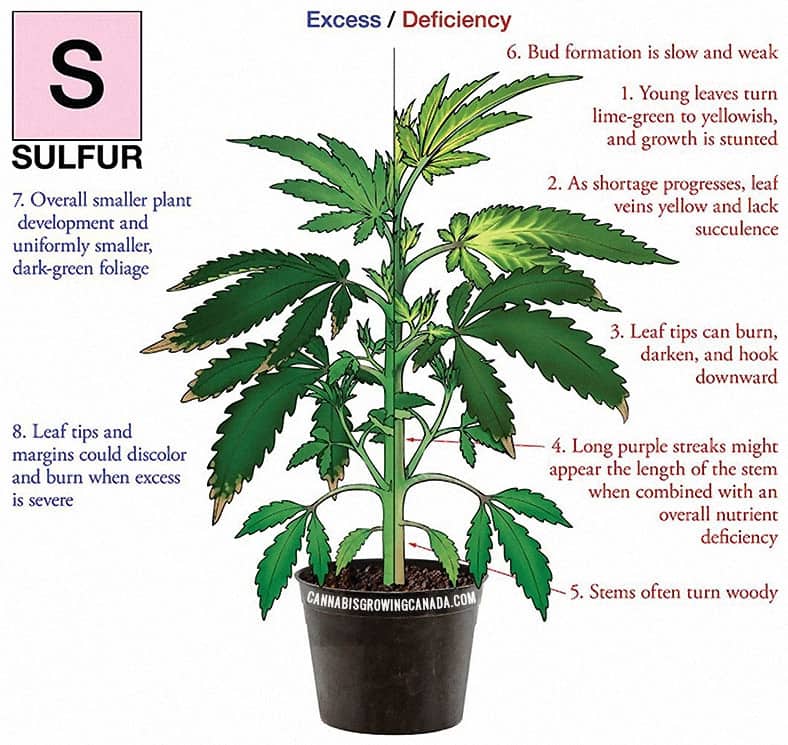 cannabis plant with sulfur deficiency