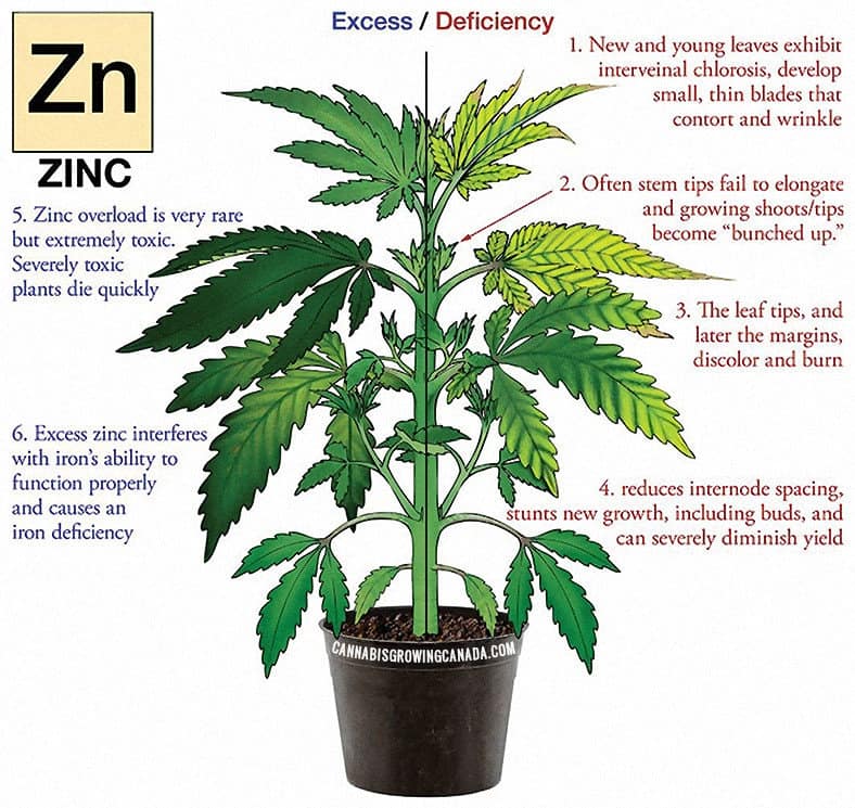 cannabis plant with zinc deficiency