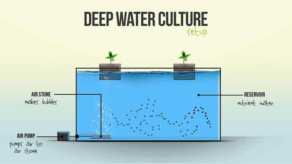 diagram of deep water culture hydroponic system