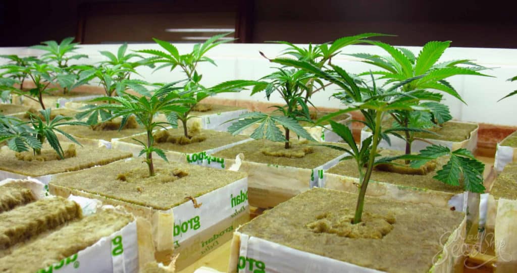 Cannabis plants growing in hydroponic systems