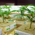 Cannabis plants growing in hydroponic systems