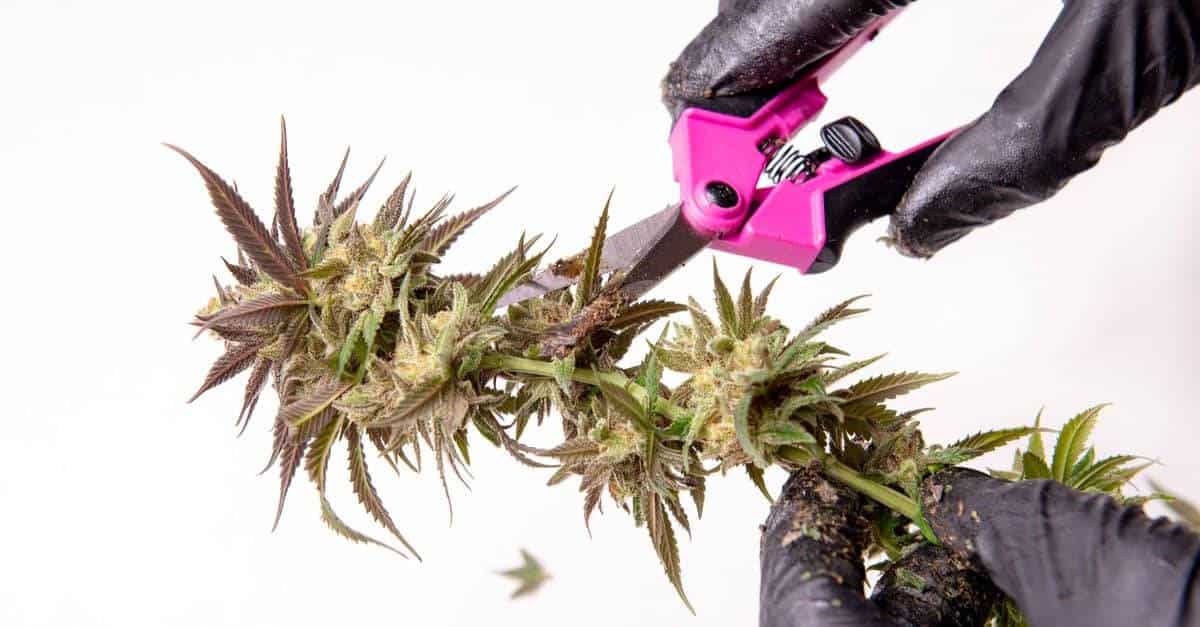 gloved hands trimming marijuana using snips