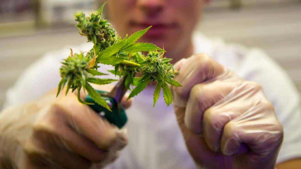 Trimming marijuana by hand using pruning snips