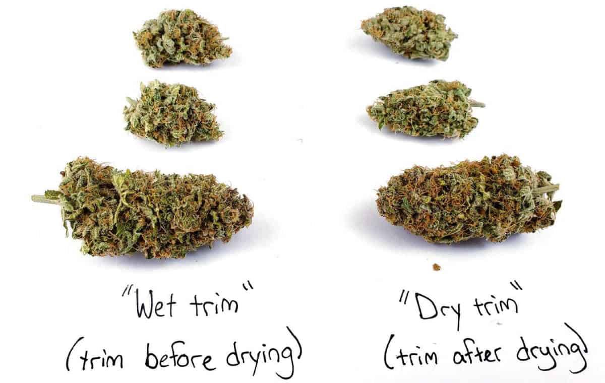 wet trim compared to dry trim cannabis buds