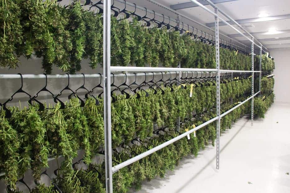 large cannabis drying room