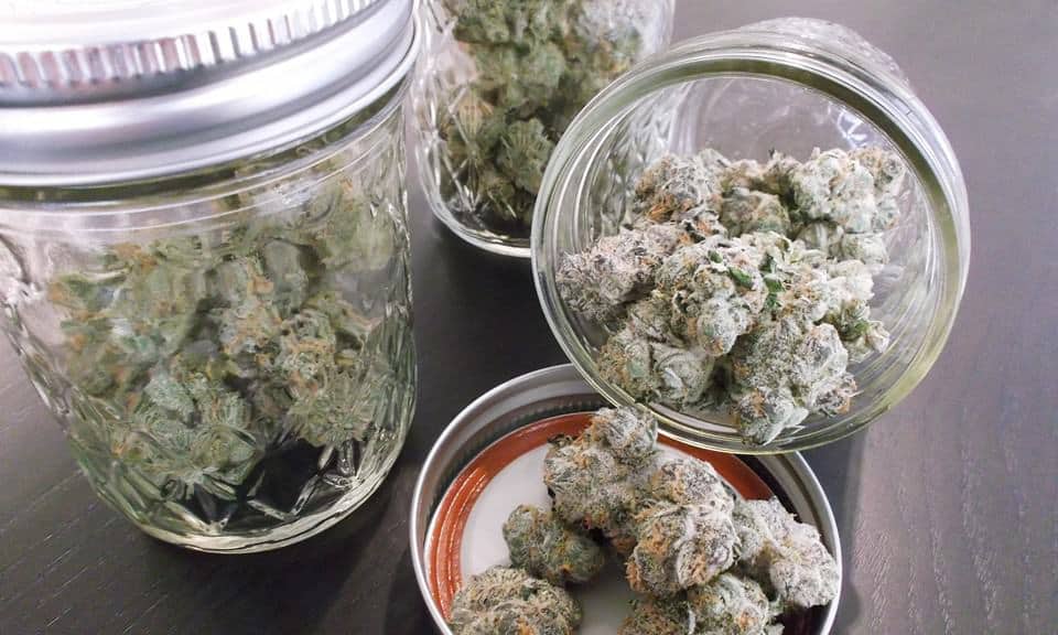Jars filled with drying and curing cannabis