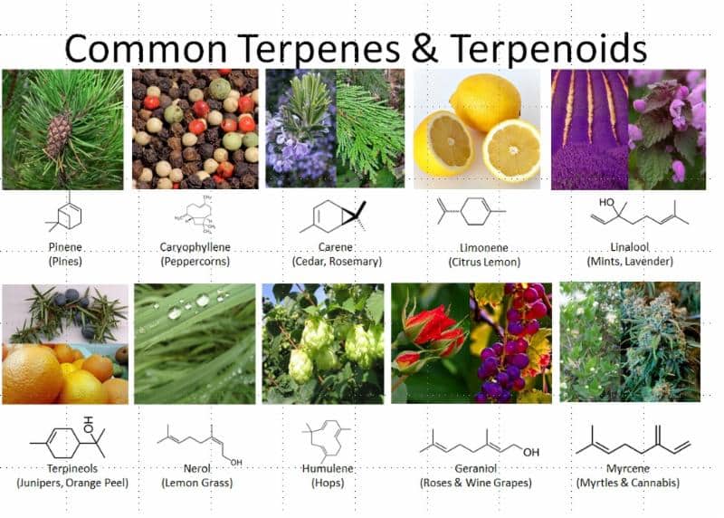 illustrated chart of common terpenes and terpenoids