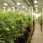 cannabis-plants-growing-in-greenhouse