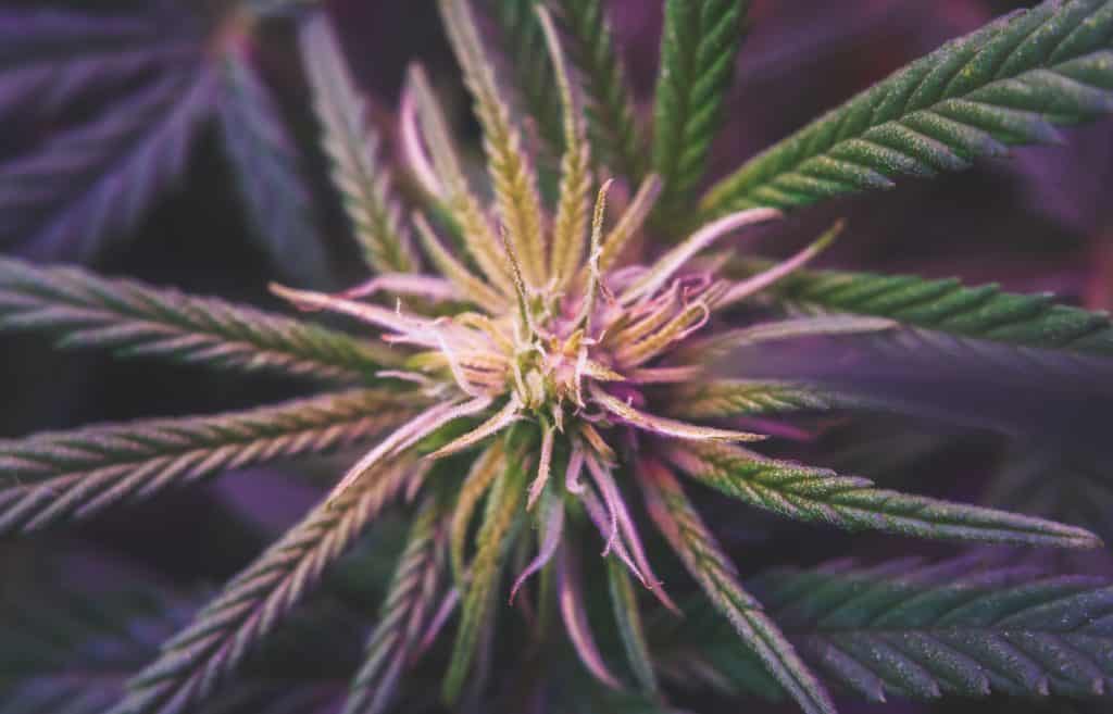 cannabis-plant-under-de-light