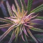 cannabis-plant-under-de-light