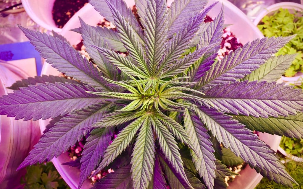 cannabis-plant-under-hid-light