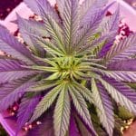 cannabis-plant-under-hid-light