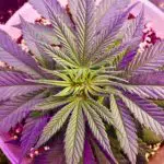 cannabis-plant-under-hid-light